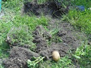 Vykopali jsme hřbitov odpadků